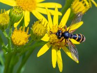 Conops quadrifasciatus 2, Zilveren blaaskop, Saxifraga-Gerard de Jong : Conops quadrifasciatus, Groote Peel, Insect, Macro, Overig, Saxifraga Beeldbank, Zilveren blaaskop