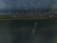 Culex pipiens 4, Steekmug, larva, Saxifraga-Frits Bink