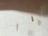 Culex pipiens 5, Steekmug, pair, Saxifraga-Pieter van Breugel