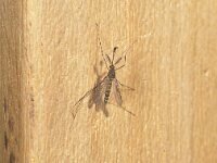 Culex pipiens 6, Steekmug, Saxifraga-Frits Bink