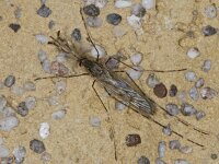 Culicidae 02 #05330 : Culicidae, Steekmug