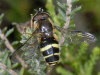 Dasysyrphus tricinctus #04167 : Dasysyrphus tricinctus, Geelbandwimperzwever, male