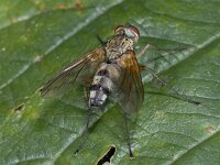 Dexiosoma caninum 01 #04040 : Dexiosoma caninum, Sluipvlieg