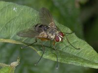 Dexiosoma caninum 01 #04043 : Dexiosoma caninum, Sluipvlieg