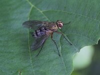 Dexiosoma caninum 5, Saxifraga-Peter Meininger