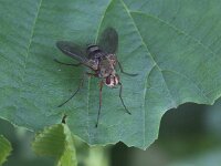 Dexiosoma caninum 7, Saxifraga-Peter Meininger