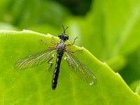 Dioctria rufipes  01 N3041 : Dioctria rufipes