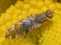 Dioxyna bidentis 01 #09861 : Dioxyna bidentis, Tephritidae sp, Boorvlieg
