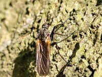 Empis tessellata 10, Grote dansvlieg, Saxifraga-Ben Delbaere