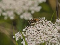 Eristalis arbustorum 18, Kleine bijvlieg, Saxifraga-Kees Laarhoven