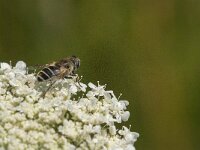 Eristalis arbustorum 19, Kleine bijvlieg, Saxifraga-Kees Laarhoven