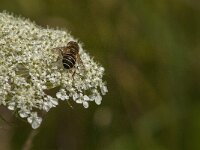 Eristalis arbustorum 20, Kleine bijvlieg, Saxifraga-Kees Laarhoven