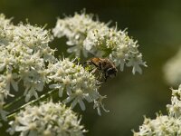 Eristalis arbustorum 21, Kleine bijvlieg, Saxifraga-Kees Laarhoven