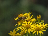 Eristalis arbustorum 22, Kleine bijvlieg, Saxifraga-Jan van der Straaten