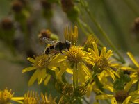 Eristalis arbustorum 24, Kleine bijvlieg, Saxifraga-Jan van der Straaten