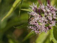 Eristalis arbustorum 26, Kleine bijvlieg, Saxifraga-Jan van der Straaten