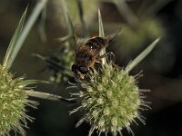 Eristalis horticola