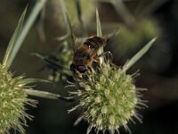 Eristalis horticola 1, Bosbijvlieg, Saxifraga-Frits Bink