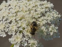 Eristalis nemorum 16, Puntbijvlieg, Saxifraga-Kees Laarhoven