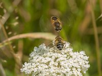 Eristalis nemorum 17, Puntbijvlieg, Saxifraga-Kees Laarhoven