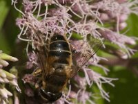 Eristalis nemorum 25, Puntbijvlieg, Saxifraga-Jan van der Straaten