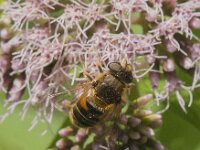 Eristalis nemorum 26, Puntbijvlieg, Saxifraga-Jan van der Straaten