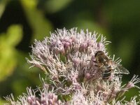 Eristalis nemorum 33, Puntbijvlieg, Saxifraga-Jan van der Straaten