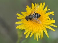 Eristalis nemorum 34, Puntbijvlieg, Saxifraga-Tom Heijnen