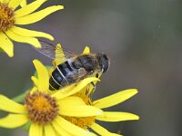 Eristalis nemorum 35, Puntbijvlieg, Saxifraga-Tom Heijnen