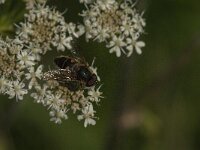 Eristalis pertinax 13, Kegelbijvlieg, Saxifraga-Jan van der Straaten