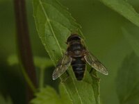 Eristalis pertinax 17, Kegelbijvlieg, Saxifraga-Jan van der Straaten