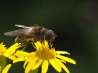 Eristalis pertinax 18, Kegelbijvlieg, Saxifraga-Jan van der Straaten