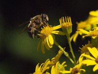 Eristalis pertinax 21, Kegelbijvlieg, Saxifraga-Jan van der Straaten