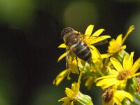 Eristalis pertinax 22, Kegelbijvlieg, Saxifraga-Jan van der Straaten