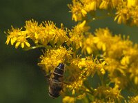 Eristalis pertinax 27, Kegelbijvlieg, Saxifraga-Jan van der Straaten