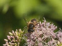 Eristalis pertinax 30, Kegelbijvlieg, Saxifraga-Jan van der Straaten