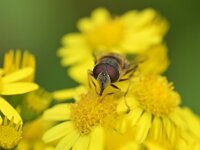 Eristalis pertinax 33, Kegelbijvlieg, Saxifraga-Tom Heijnen