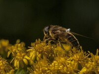 Eristalis pertinax 37, Kegelbijvlieg, Saxifraga-Jan van der Straaten