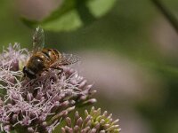Eristalis tenax 53, Blinde bij, Saxifraga-Jan van der Straaten