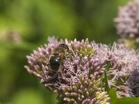Eristalis tenax 6, Blinde bij, Saxifraga-Jan van der Straaten