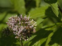 Eristalis tenax 66, Blinde bij, Saxifraga-Jan van der Straaten