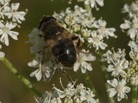 Eristalis tenax 74, Blinde bij, Saxifraga-Jan van der Straaten