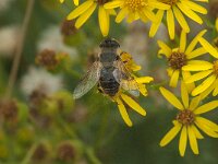 Eristalis tenax 77, Blinde bij, Saxifraga-Jan van der Straaten