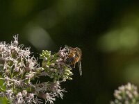 Eristalis tenax 81, Blinde bij, Saxifraga-Jan van der Straaten