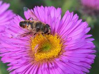 Eristalis tenax 85, Blinde bij, Saxifraga-Tom Heijnen