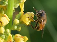 Eristalis tenax 86, Blinde bij, Saxifraga-Tom Heijnen