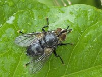Eurithia anthophila 3, Saxifraga-Ab H Baas