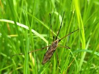Eutonia barbipes 4, Spinsteltmug, Saxifraga-Ben Delbaere