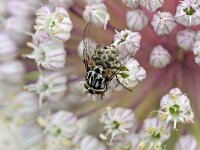 Graphomya maculata 12, Saxifraga-Tom Heijnen
