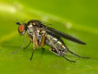 Gymnopternus celer